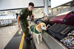 Quarantine detector dog on duty at a control point